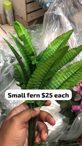 Small Fern